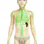 lymph system_1